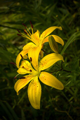 Flowers of yellow lilies with black dots after rain. daylily after rain.