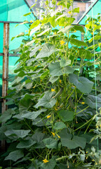 vegetable garden on the farm, organic products. Selective focus