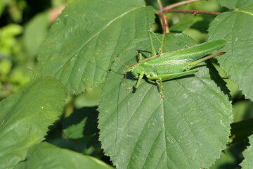 Grünes Heupferd Weibchen