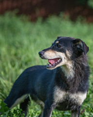 Mongrel in the grass at their summer cottage.