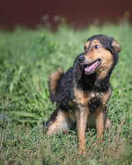 Mongrel in the grass at their summer cottage.