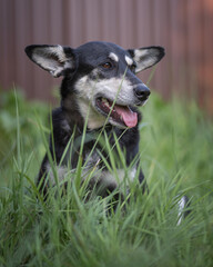 Mongrel in the grass at their summer cottage.