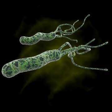 halicobacter pylori