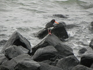 scholekster on a rock
