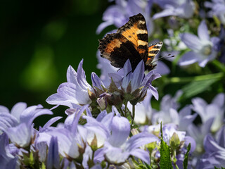 Sweden - Foserum - July 2021