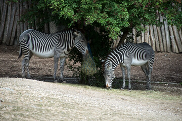 Fototapeta na wymiar Portrait of two zebra eating grass in a zoologic park