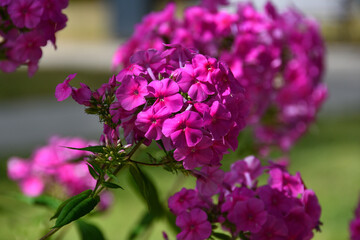Obraz premium Close-up of an inflorescence, a round cap, a phlox with rich pink and red colors of flowers with a bokeh of other blooming phloxes in a city park on a sunny day.