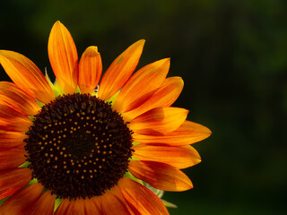 Summer Sunflower 500