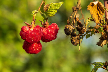 Raspberries in the sun. Raspberries on a branch in the garden. Red berry with green leaves in the sun. Photo of ripe raspberries on a branch.