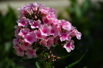 A phlox, in various shades of pink, close-up in natural direct sunlight against a highly blurred background of parkland greenery.