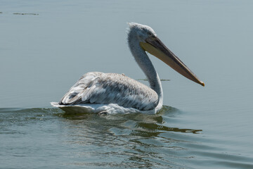 Greece, Lake Kerkini, Dalmatian pelican swimming