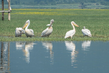 Greece, Lake Kerkini, Dalmatian pelicans and white pelicans resting on the shore