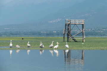 Greece, Lake Kerkini, Dalmatian pelicans and white pelicans resting