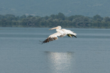 Greece, Lake Kerkini, Dalmatian pelicans taking off