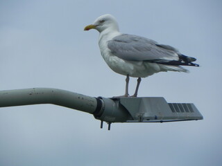 seagull on a post