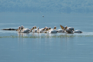 Greece, Lake Kerkini, group of pelicans fishing