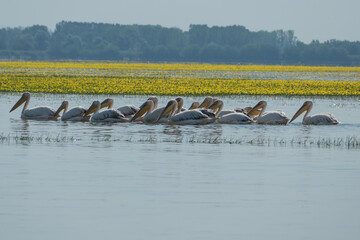Greece, Lake Kerkini, group of pelicans swimming together