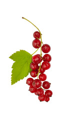 red currant isolated on white background