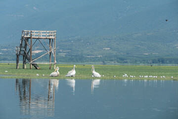 Greece, Lake Kerkini, pelicans resting on the shore