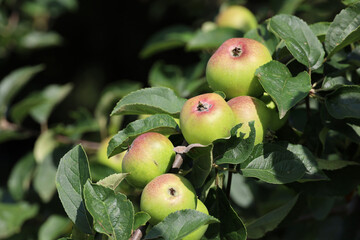 Apfelbaum mit reifen Früchten