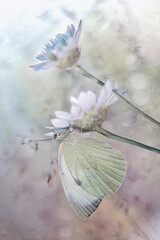 Motyl Bielinek kapustnik na kwiatach Suchokwiat