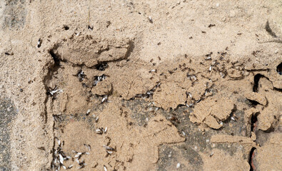 Flying ant colony invasion gathering on a pavement for mating flight with sand and stones