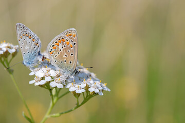 Mating of common blue butterflies (Polyommatus icarus).