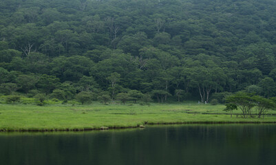 Obraz premium 夏の湿原