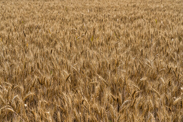 Weizenfeld im Sommer