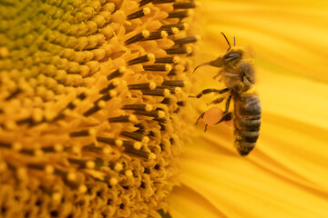 Biene in Sonnenblume