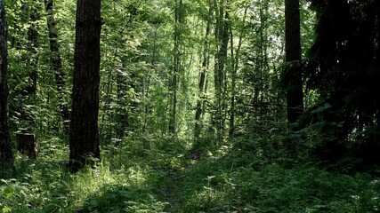 Dense green forest on a bright summer sunny day. Sun shines through the trees in a forest. Magical forest in the rays of the rising sun in the morning time. Silence, quiet