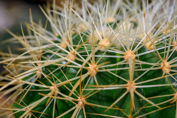 Naklejka na ściany i meble Closeup of spines on cactus