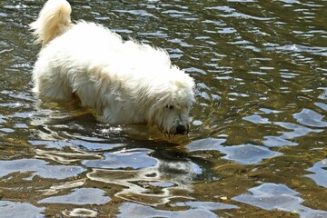 Goldendoodle badet im Michelskopfsee