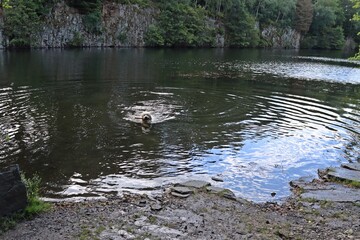 Goldendoodle badet im Michelskopfsee