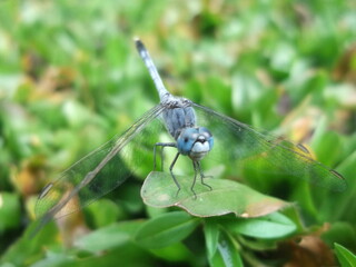 Blue Dragonfly