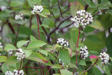 flowers in the garden