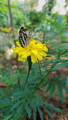 butterfly on a yellow flower