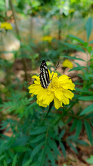 butterfly on yellow flower