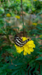 butterfly on yellow flower