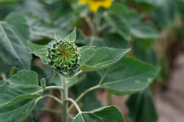 Top view of a young sunflower plant