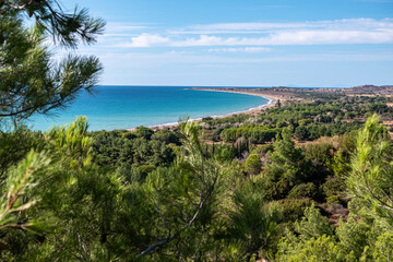pine wood forest with sea and island view on clear blue sky
