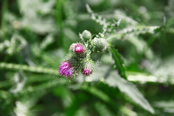 Purple burdock flowers by the road