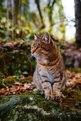 Fototapeta na wymiar A Siberian tabby cat exploring the autumn forest