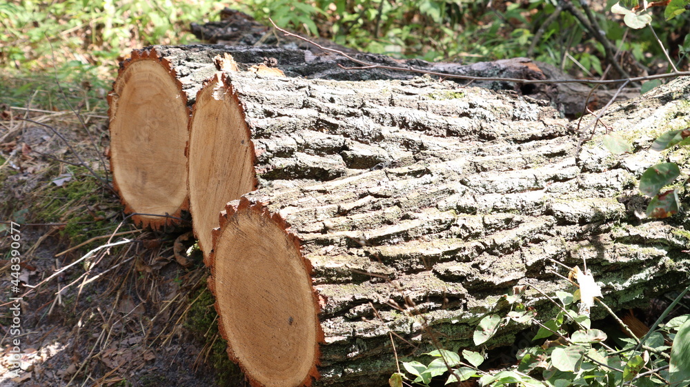 Poster close-up of a recently sawn tree. logs in the forest. deforestation.