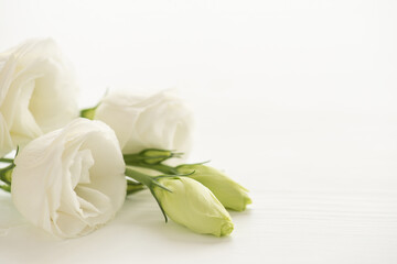 Closeup photo of white flowers eustoma buds on isolated white background with copyspace