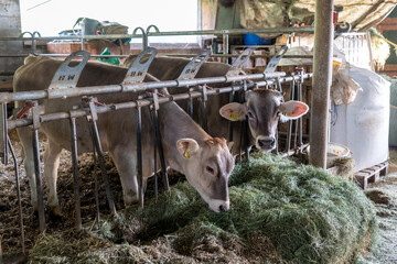 Altmann in der Schweiz