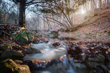 Creek in autumn forest sunset. Fall season in forest