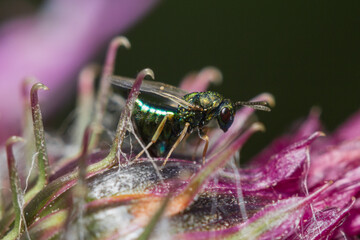 Green tiny Pteromalus parasitoid wasp on a thistle flower