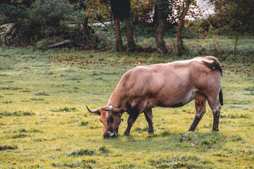 Grazing cow