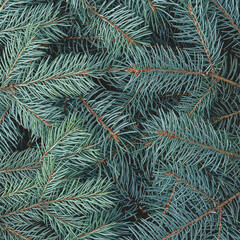 Naklejka na ściany i meble Christmas natural background and branches of a blue spruce.